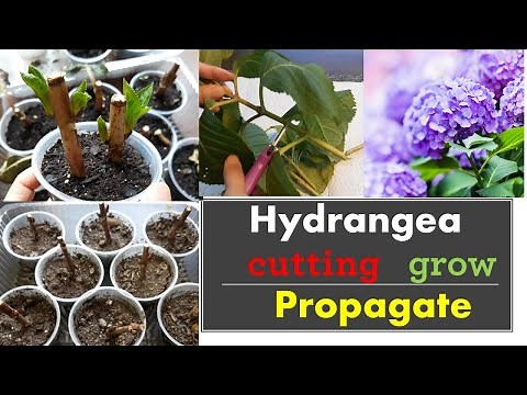 How to propagate hydrangeas from cuttings:: Grow::