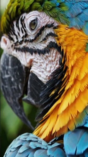 🦜 Living Rainbow — Up Close with a Blue-and-Yellow Macaw