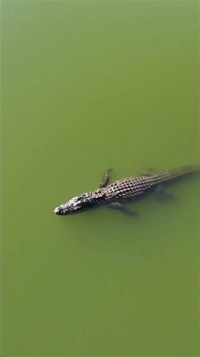 Alligator basking and swimming #alligator #florida #dnaoutdoors #reptiles #nature #fishing #gator