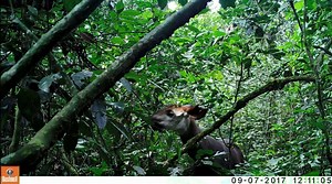 14K views · 505 reactions | Watch this short video clip of a wild okapi feeding in the Okapi Wildlife Reserve. We collected this footage with one of our camera traps on Mount Mbia, just 1 km outside of Epulu where the Okapi Wildlife Reserve headquarters are located. Excellent footage of a wild okapi doing what they do naturally and peacefully. Don't forget about World Okapi Day on October 18! Visit www.worldokapiday.org for more. Enjoy :) | Okapi Conservation Project | Facebook