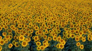 Nikon D850 Focus Shift Landscape Sunflower Field and Photoshop Post Production Stacking