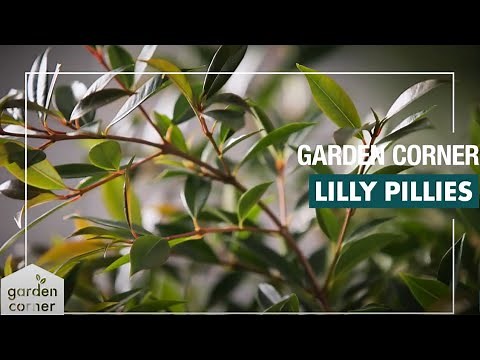 How To Plant, Grow And Care for Lilly Pillies - Bunnings Warehouse