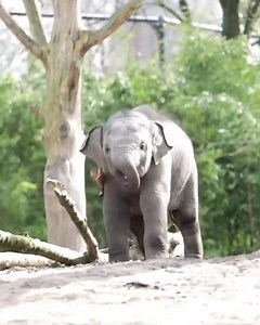 1K views · 104 reactions | Beautiful Elephants! #Animals #elephant #cuteelphant #wildlife | Nature Elephant | Facebook