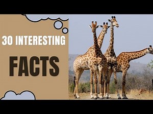 30 Incredible Facts About Giraffes - The Tallest and Most Fascinating Mammals"