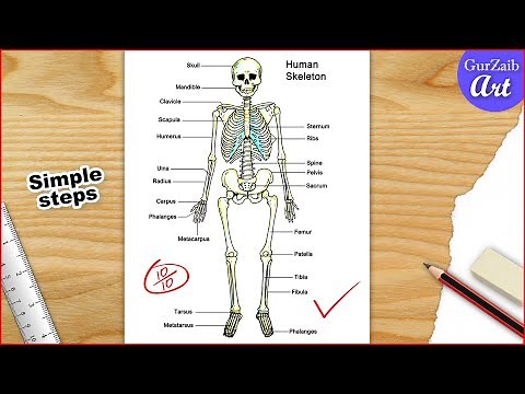 Skeletal System Diagram Drawing CBSE / easy way / draw Human anatomy - Step by step for beginners