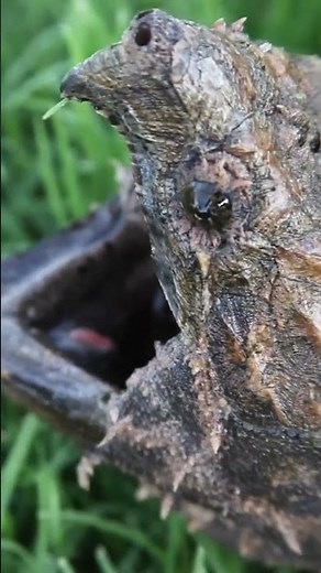 Alligator Snapping Turtle: One Minute Animal Facts