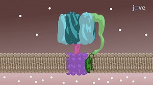 Video: ATP Synthase: Structure