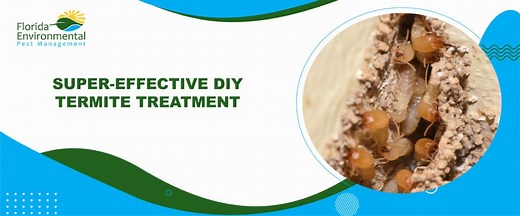 Super-Effective DIY Termite Treatment [Easy Guide]