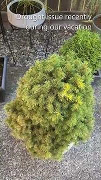 Dwarf Alberta Spruce, Picea Glauca Conica, Transplant To Landscape?