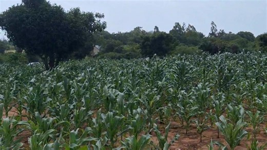 539 reactions · 13 shares | ocean view gardens is an elegant investment for you...15mins only from malindi..100metres from tamarc...behind magarini hill sec school @only 195k ..a whole acre @500k located at mizijini deposit 50k bal in 6 to 12months...we have a free flight from nairobi to malindi and back for our new malindi clients plus a night in malindi..invest now | Mushaina masta page 1 | Facebook