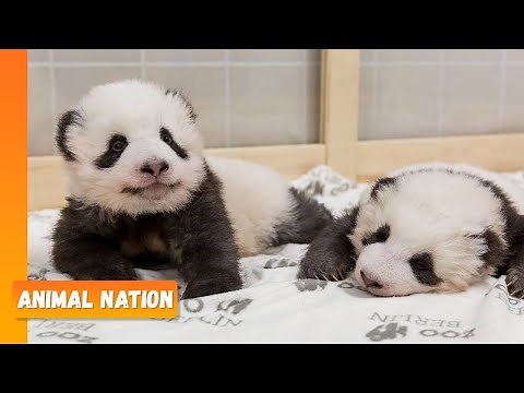 Cute Baby Pandas Playing! - Animal Nation