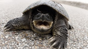 Snapping Turtle In Yard? Here’s What To Do