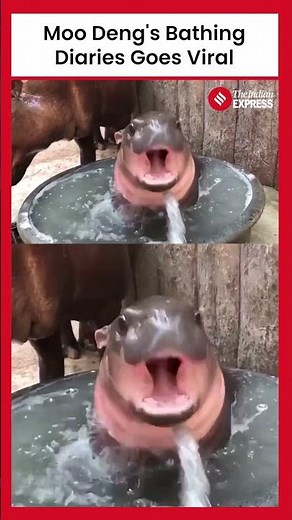 Moo Deng, the Adorable Pygmy Hippo, Takes Over the Internet with Bathing Diaries