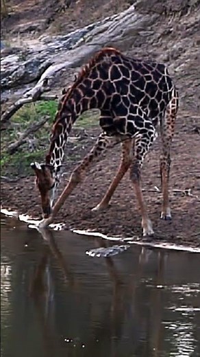 CAUTIOUS GIRAFFE SPOTS THE NILE CROCODILE! #shorts #nature