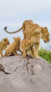 A Mother Lioness Sharing Her Meal with Her Tiny Cubs | Serengeti National Park Tanzania