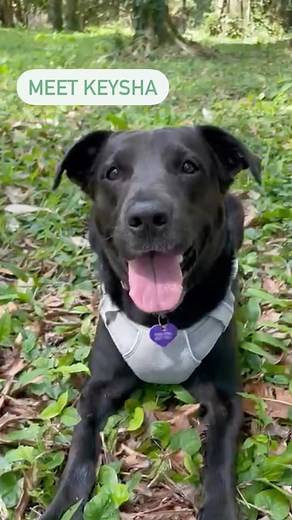 1.3K views · 164 reactions | Did you know there are dogs working in...