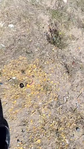 Coyote Approaches Food Hand Gesture in Natural Setting