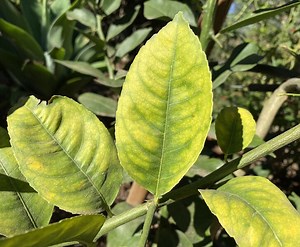 5 Reasons Lemon Trees Get Yellow Leaves (& How to Fix It)