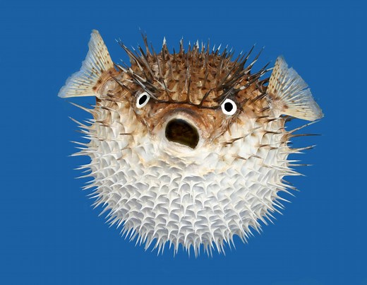 Pufferfish vs Porcupine Fish: What are the Differences?