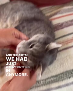 14K views · 4.8K reactions | The best GPS Pet Tracker for pet lovers!   Live Tracking: Know where your pet is in real-time  Get alerted when your pet leaves the designated area  Track your pet's health and fitness levels  View all the places your pet has explored  100% Waterproof Join the thousands of pet lovers who trust Tractive to keep their pets safe. Order now and track your pet's adventures! | Tractive | Facebook