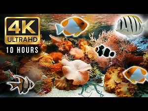 10-Hour 4K Aquarium | Relaxing Underwater Scene with Colorful Fish & Coral