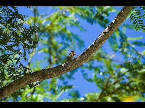 Cicadas Singing [2 Hours / Summer] 🦗 Sounds of Nature