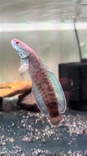 I Caught a STUNNING Ornamental Snakehead Fish in Vietnam and Here's What Happened