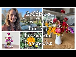 Building a Low Tunnel for My Freesia and Ranunculus