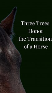 Deep Root Connections on Reels