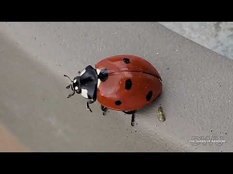 LADYBUG POOPING