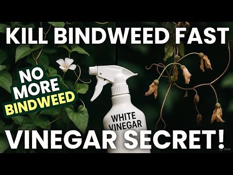 Have You Tried This? White Vinegar Spray to Kill Bindweed Permanently!