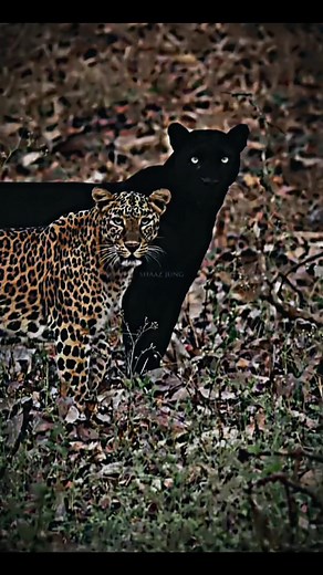 Synchronized Panther and Tiger Wildlife Edits