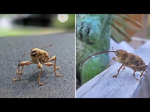 Acorn Weevil Explained: The Tiny Beetle With a Giant Nose That Drills Into Acorns
