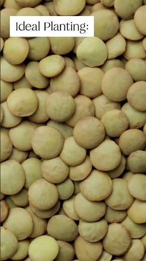 How to grow LENTILS. Everything you need to know in less than 60 seconds!