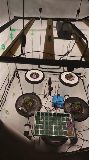 100L RDWC Start 💧 Kush Mints x Carbon Fiber x Alien Rock Candy x Peak 112