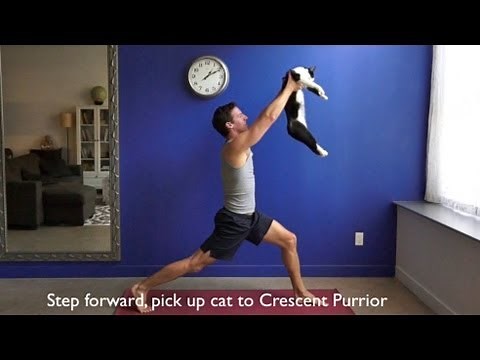 Yoga with Cats