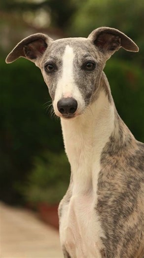 Today learn About " WHIPPET " (Don't miss)🌍❤️ #Shorts #Viral #Fyp