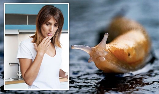 Gardeners’ World: Expert discusses slugs and snails