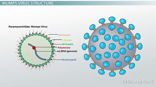 Mumps Virus: Structure and Function