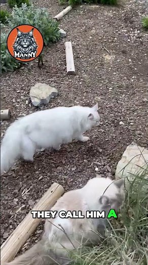 The Colorful World of Maine Coons