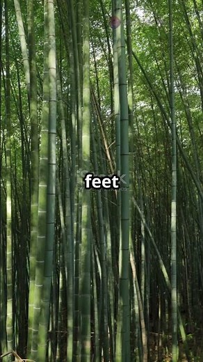 Bamboo - Nature's Fastest Growing Wonder!