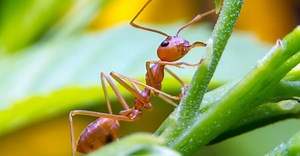 How Strong Are Ants? Relative Strength Compared to Humans and Other Animals
