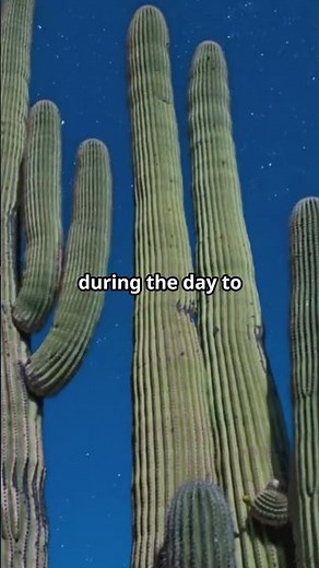 How Cacti Thrive in the Harshest Deserts: Incredible Adaptations!