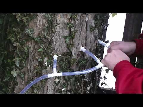 Tap Your Maple Tree in 15 mins/$15 make maple syrup