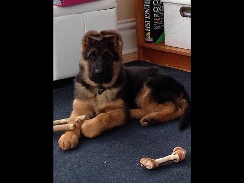 German Shepherd Puppies - World Class German Shepherds