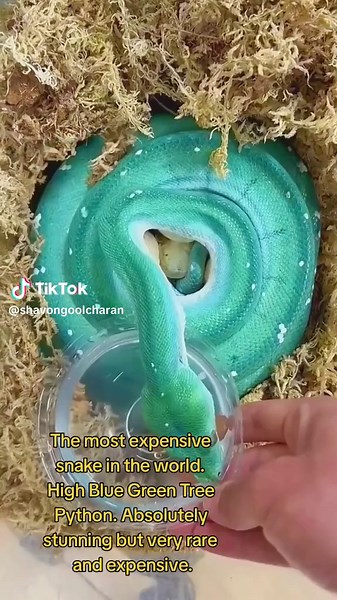 High Blue Green Tree Python: The Most Expensive Snake