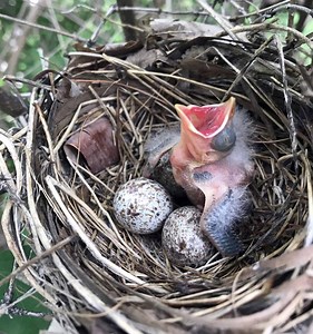 When Do Cardinals Nest and Lay Eggs? Timing, Number of Eggs, and More!