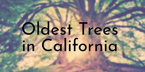 10 Oldest Trees in California - Oldest.org