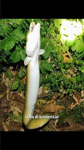 Siklus Ajaib Ikan Sidat: Dari Telur di Laut → Sungai → Kembali ke Laut! 🌊🐟#youtubeshorts#videoshorts