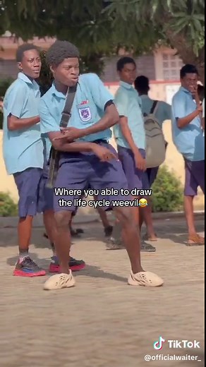 Drawing the Life Cycle of a Weevil